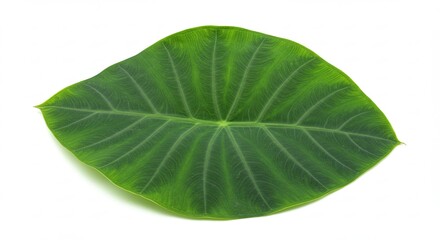 Obraz premium Single green taro leaf with prominent veins isolated on a white background.
