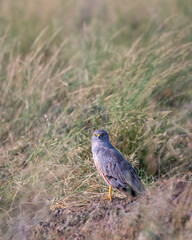 Montagu harrier male or Circus pygargus with eye contact migratory bird ground perched in green grass or meadow during winter season migration at tal chhapar sanctuary churu rajasthan india asia