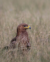 Wild Greater spotted eagle or Clanga clanga bird close up or portrait perched on ground in open grassland and winter season migration at tal chhapar blackbuck sanctuary churu rajasthan india
