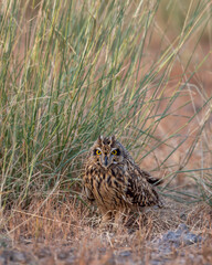 wild short eared owl or Asio flammeus bird closeup or portrait perched on ground in grassland region of forest during jungle safari in national park of india