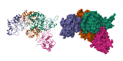 Structure of the DNA modification-dependent restriction endonuclease AspBHI. 3D cartoon and molecular surface models, chain id color scheme, pdb 4oc8