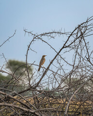 wild long billed pipit or brown rock pipit or Anthus similis bird perched on dry branch in winter season safari at forest national park of india