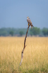 Laggar falcon or Falco jugger an angry and migratory bird Sitting on perch with green background during winter morning in an open grass field of tal chhapar blackbuck sanctuary rajasthan india asia