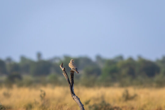 Common kestrel or european kestrel or Falco tinnunculus bird perched on branch during winter migration in grassland landscape of velavadar national park Bhavnagar gujrat india asia