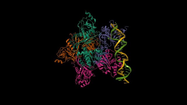 MspJI restriction endonuclease in complex with oligonucleotide. Animated 3D cartoon and molecular surface models, chain id color scheme, pdb 4r28, black background.