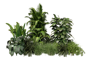 tropical bush plant garden shrubs on transparent background