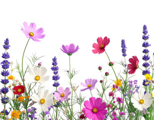 A colorful border of wildflowers, daisies and lavender against a black backdrop