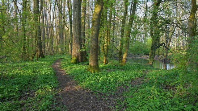 Waldweg, Buchenwald, Fr&uuml;hling, Naturschutzgebiet Bulau, Erlensee, Hanau, Hessen, Deutschland, Europa