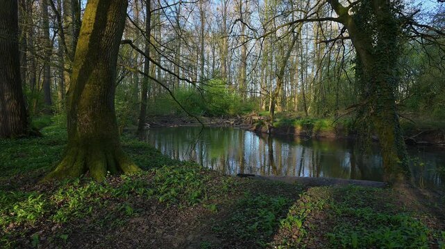 Flu&szlig;, Kinzig, Auwald, Fr&uuml;hling, Bulau, Kinzigaue, Erlensee, Hanau, Hessen, Deutschland