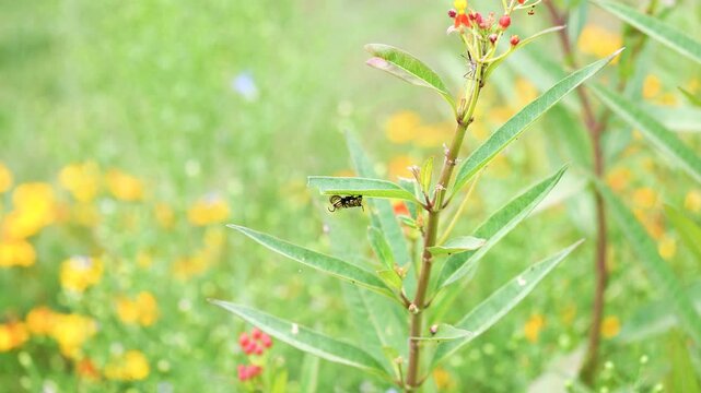 medium wide shot of a monarch caterpillar twitching and jerking on a tropical milkweed