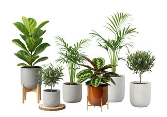 Obraz premium A curated collection of five elegant potted indoor plants: Ficus lyrata, two palms, Calathea, and a miniature olive tree, isolated on a light grey background. Concept of natural beauty and curated