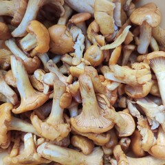 Fresh, peeled chanterelle mushrooms, natural background