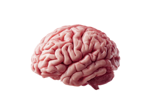 Pink human brain with intricate folds and cerebellum on black background anatomy, Isolated, Png Transparent Background - Powered by Adobe
