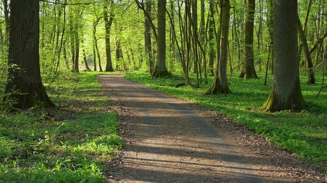 Waldweg, Buchenwald, Fr&uuml;hling, Naturschutzgebiet Bulau, Erlensee, Hanau, Hessen, Deutschland, Europa