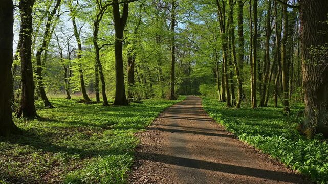 Waldweg, Buchenwald, Fr&uuml;hling, Naturschutzgebiet Bulau, Erlensee, Hanau, Hessen, Deutschland, Europa