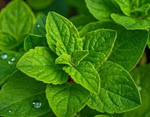 Close Up of Fresh Mint Leaves.