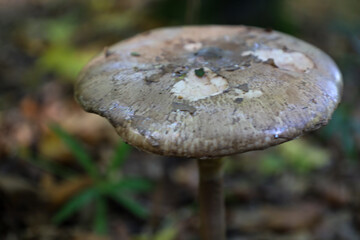 A close-up shows a mushroom with a wide, flat cap of a pale brown color, featuring small light patches. It stands tall above the blurred, dark forest floor, emphasizing the mystery of autumn flora.