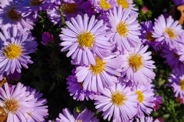 A close-up shot features a bouquet of brightly lilac asters, known as autumn flowers, with vibrant yellow centers. Sunlight illuminates the details of the petals and creates a festive colorful backgro