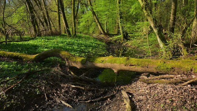 Auwald, Fr&uuml;hling, Bulau, Kinzigaue, Erlensee, Hanau, Hessen, Deutschland