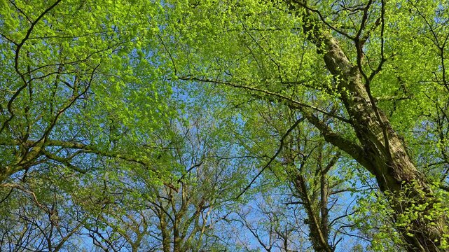 Blick, Baumwipfel, Buchen, Fr&uuml;hling, Bulau, Kinzigaue, Erlensee, Hanau, Hessen, Deutschland