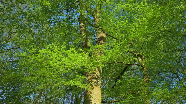 Blick, Baumwipfel, Buchen, Fr&uuml;hling, Bulau, Kinzigaue, Erlensee, Hanau, Hessen, Deutschland