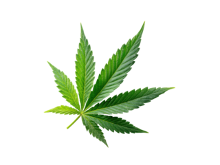 Vibrant green cannabis leaf isolated on black plant marijuana, Isolated, Png Transparent Background