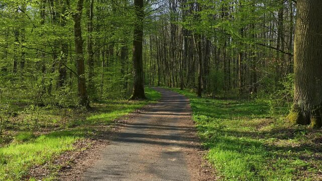 Waldweg, Buchenwald, Fr&uuml;hling, Naturschutzgebiet Bulau, Erlensee, Hanau, Hessen, Deutschland, Europa