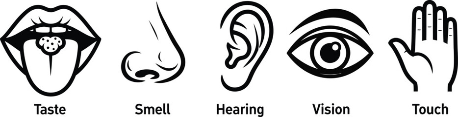 Obraz premium Five Human Senses Outlines Taste, Smell, Hearing, Vision, and Touch on White