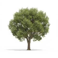 AI-Generated, Oak Tree's Canopy: A majestic oak tree stands tall, its lush green canopy casting a gentle shadow. The sunlight filters through the leaves, creating a serene scene