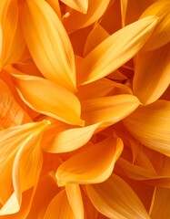 Obraz premium Close-up of vibrant yellow flower petals