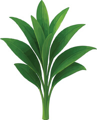 lily plant seedling isolated, spring growth concept