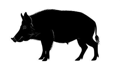 Silhouette of a wild boar