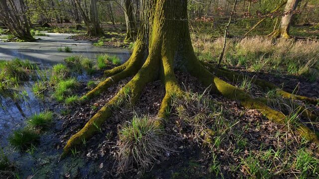 Auwald, Eiche, Fr&uuml;hling, Naturschutzgebiet Rote Lache von Wolfgang, Wolfgang, Hanau, Hessen, Deutschland, Europa