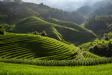 Rice fields on terraces of Mu Cang Chai, Vietnam.
