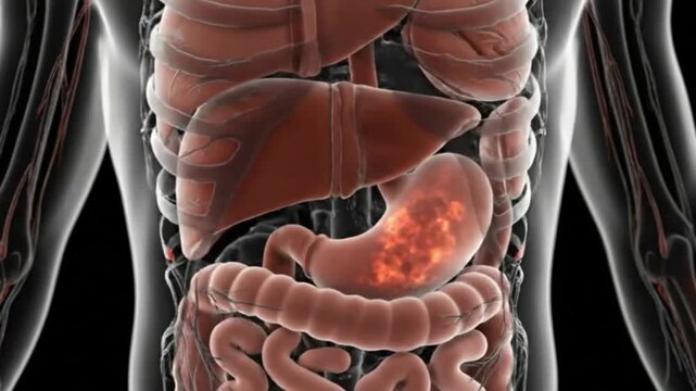 Human Digestive System Anatomy Liver Stomach Intestines Bowels Medical Science Animation Healthcare Education and Health