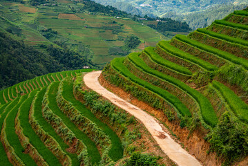Rice fields on terraces of Mu Cang Chai, Vietnam.