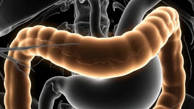 Colon Health Digestive System Illustration Human Body Anatomy Internal Organ Biology Medical Animation Healthcare