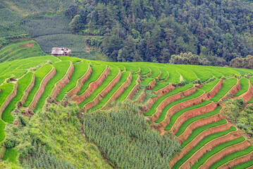 Rice fields on terraces of Mu Cang Chai, Vietnam.