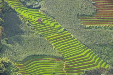 Rice fields on terraces of Mu Cang Chai, Vietnam.