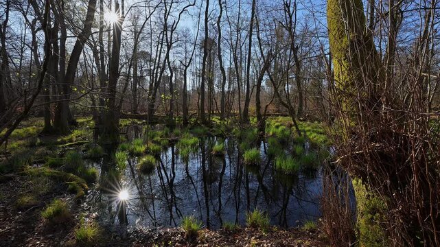 Auwald mit sumpfigem Boden und B&auml;umen, Erlen, Fr&uuml;hling, Naturschutzgebiet Rote Lache von Wolfgang, Wolfgang, Hanau, Hessen, Deutschland, Europa