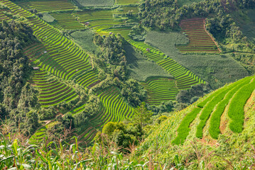 Rice fields on terraces of Mu Cang Chai, Vietnam.