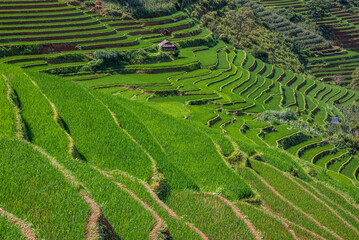 Rice fields on terraces of Mu Cang Chai, Vietnam.
