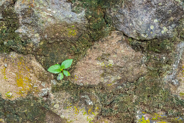 Green Plant Growing from Cracks in Old Stone Wall