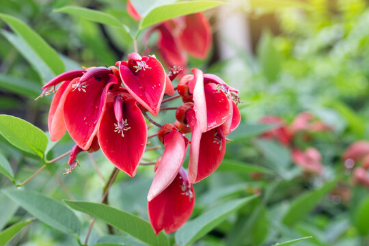 Red flower of Erythrina crista-galli, Indian Coral, Variegated coral tree or Variegated Tiger&rsquo;s Claw bloom with drops in the garden.