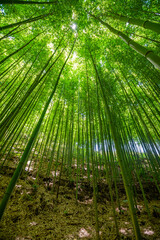 Bamboo forest Beautiful green natural background.