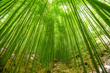 Bamboo forest Beautiful green natural background.