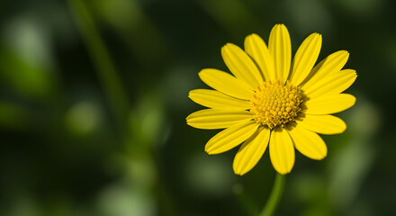 Obraz premium Radiant Yellow Daisy-like Bloom in Soft Green Natural Setting