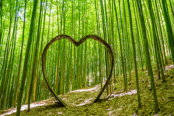 Bamboo forest Beautiful green natural background.