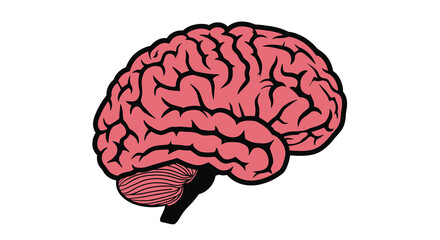 An illustration of a human brain showing its complex outer structure