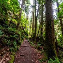 Fototapeta premium Hiking trail through a lush, mossy green forest